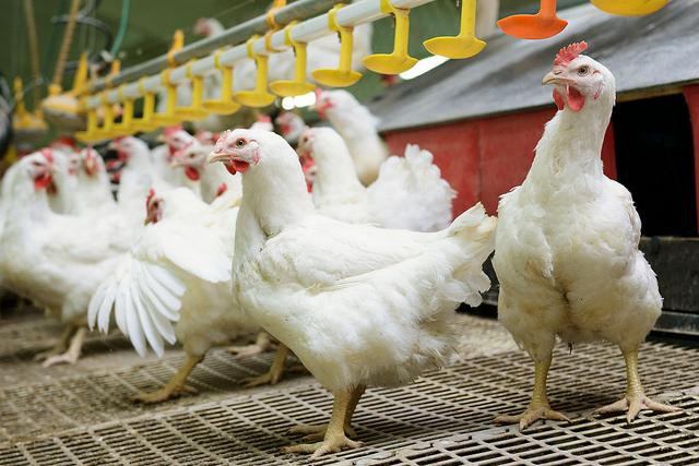 White farm chickens