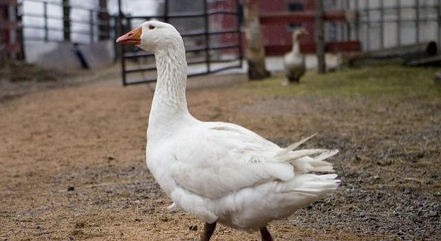 Goose