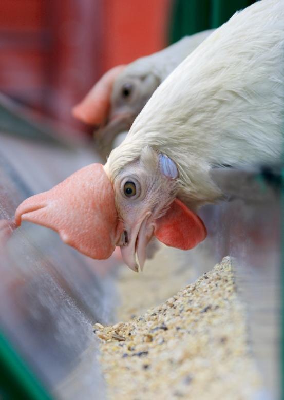 White hen