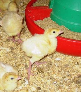 Young turkeys