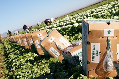 Yuma Arizona lettuce field