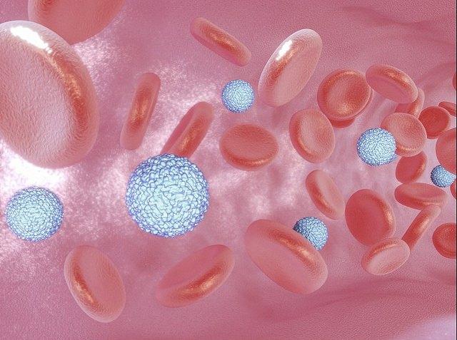 Zika viruses in blood vessel