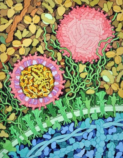 Zika virus