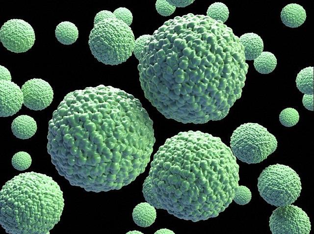 Zika virus particles