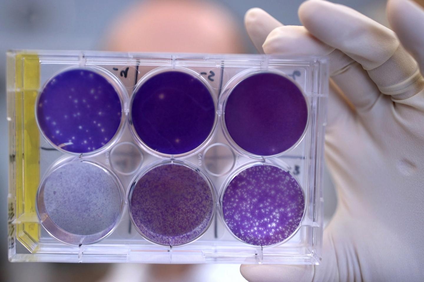 Zika antibodies