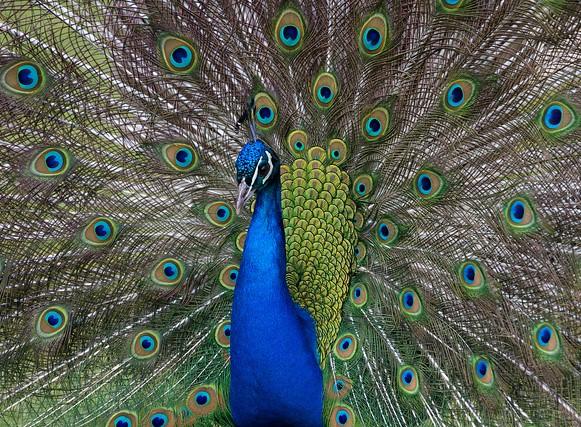 Zoo peacock