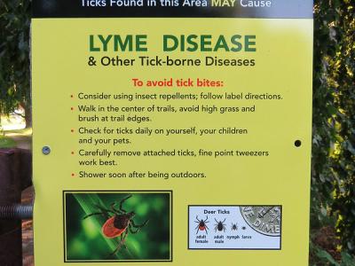 lyme disease