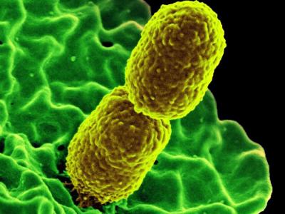 Carbapenem-resistant Klebsiella pneumoniae