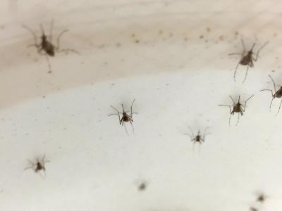 aedes aegypti