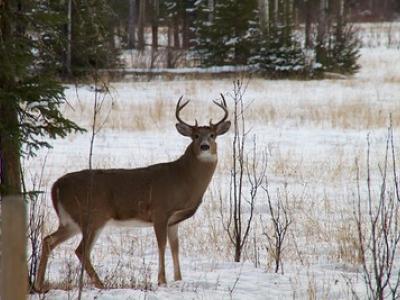 White-tail deer buck