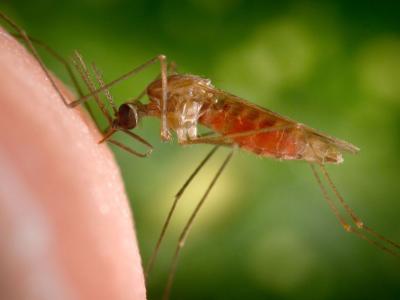mosquito