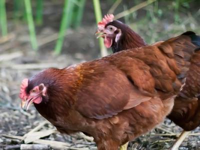 Backyard chickens