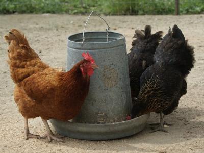 Backyard chickens