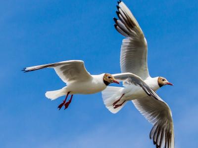 Black-headed gulls