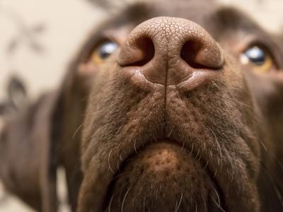 Brown nose of labrador