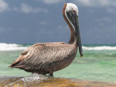 Brown pelican