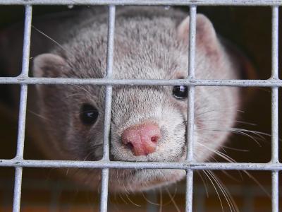 caged mink