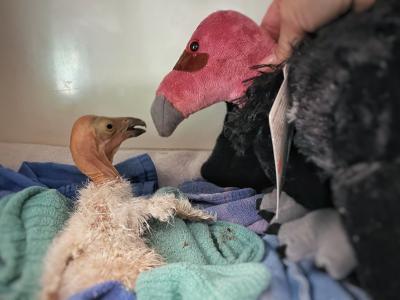 California condor chick