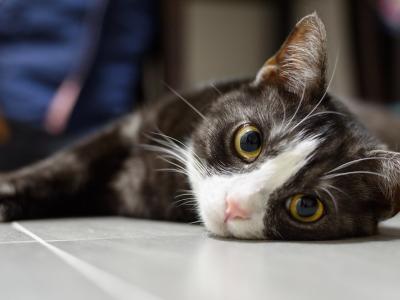 Cat lying down