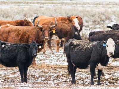 Herd of cattle