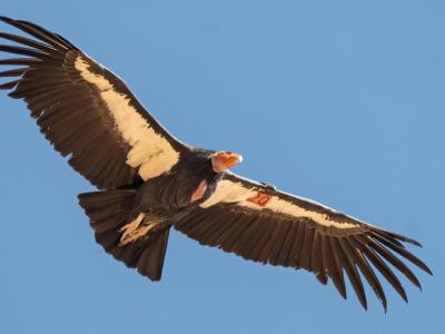 Condor