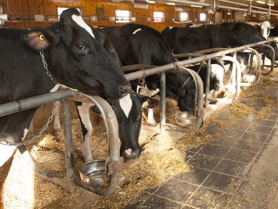 Dairy cows