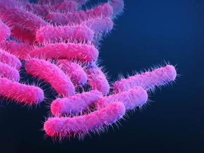 Shigella bacteria