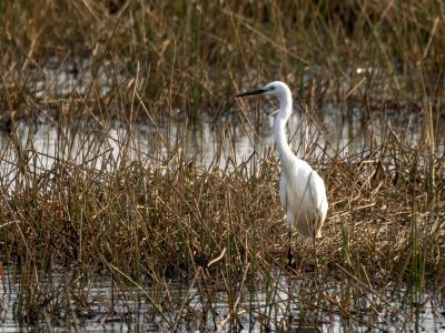 Egret in wetland