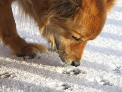 Dog sniffing tracks in snow