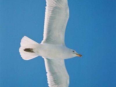 Gull in flight