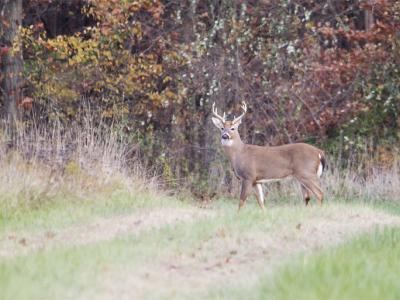 Indiana buck