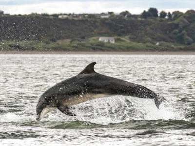 Leaping dolphin