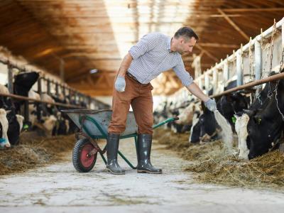 Dairy farm worker in barn