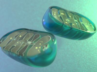 Mitochondria