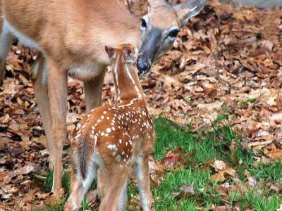 Doe and fawn in grass