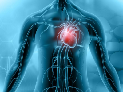 Myocarditis illustration