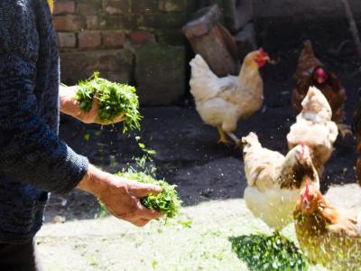 Person feeding backyard chickens
