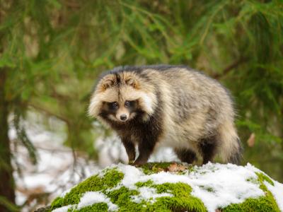 Raccoon dog