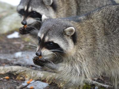 Racoon duo