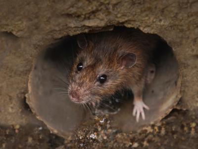 Sewer rat