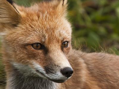 Red fox