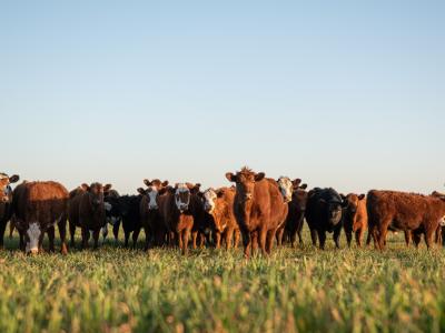 Cattle in field