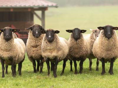 Sheep in a field