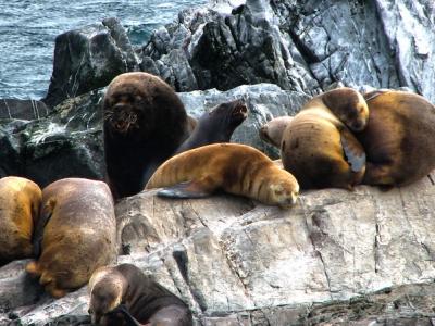 Sea lions