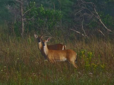 Two does in woods