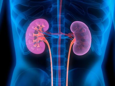 Two kidneys