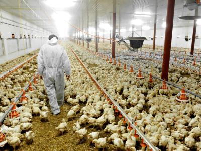 Veterinarian on poultry farm