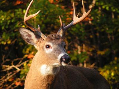 White-tailed buck