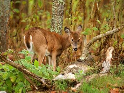 Young deer in spring