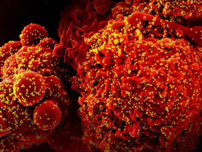 covid virus